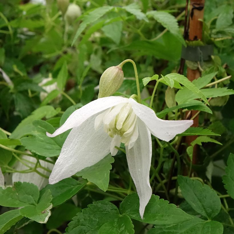 Clematis macropetala Broughton Bride (Floração)