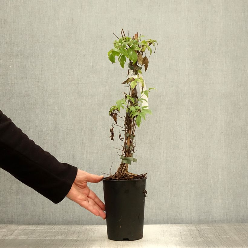 Amostra de Clematis macropetala Markham's Pink Vaso de 2 L/3 L tal como entregue no outono