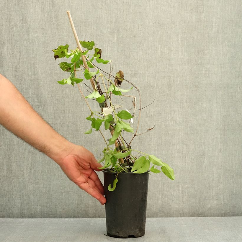 Amostra de Clematis Madame Blanc - Clematite Vaso de 2 L/3 L tal como entregue no verão