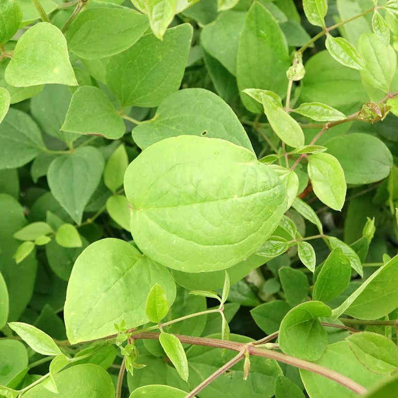 Clematis mandshurica (Folhagem)