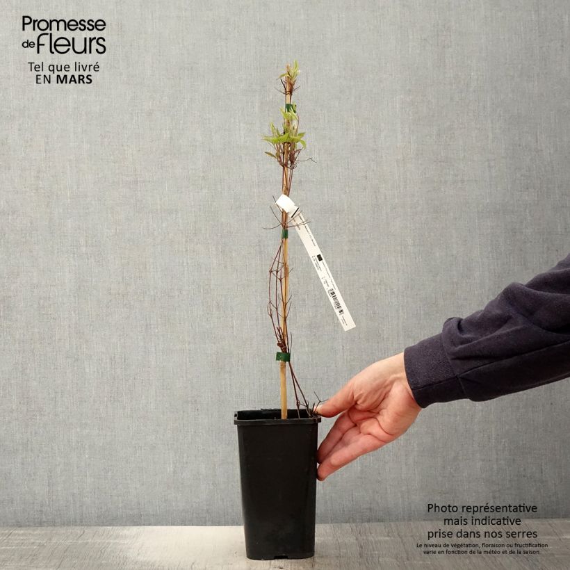 Amostra de Clematis Marmori Vaso de 1,5 L/2 L tal como entregue na primavera