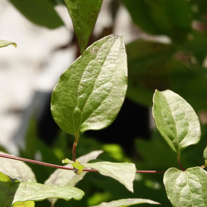 Clematis Marmori - Clematite de grandes flores (Folhagem)