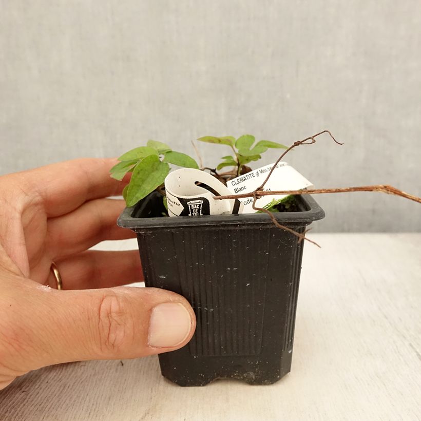 Amostra de Clematis Miss Bateman Vaso de 8/9 cm tal como entregue no verão