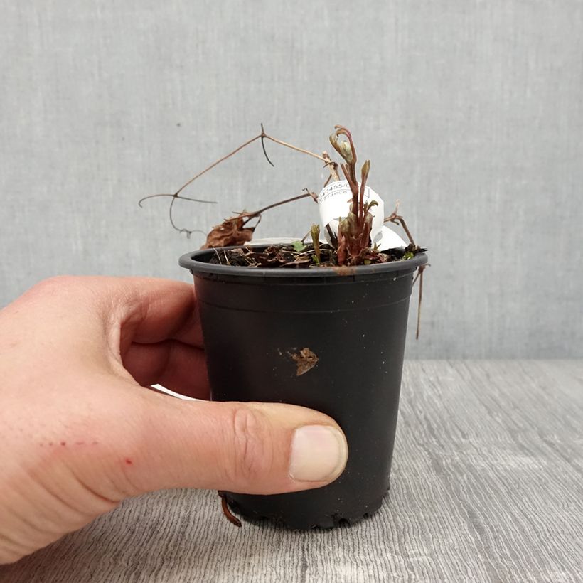 Amostra de Clematis Miss Bateman Vaso de 8/9 cm tal como entregue na primavera