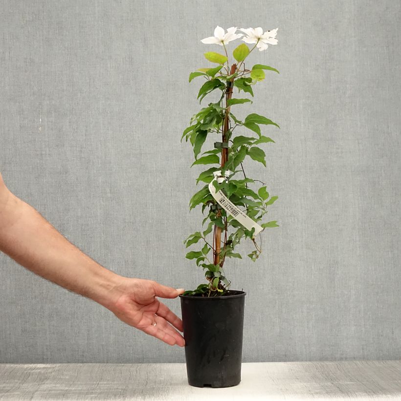 Amostra de Clematis Miss Bateman Vaso de 2 L/3 L tal como entregue no verão