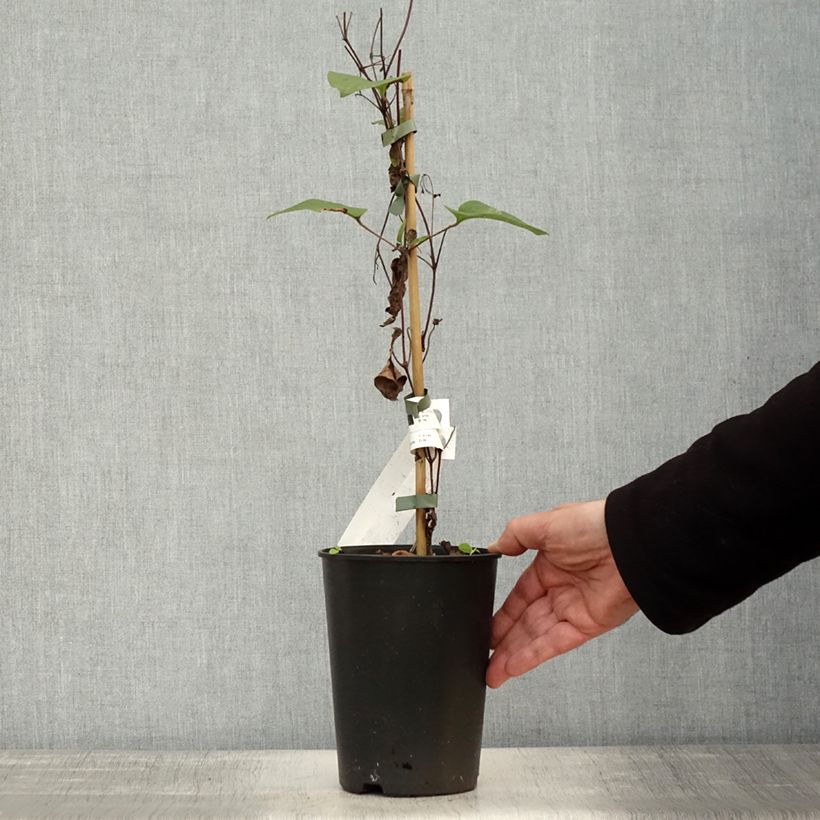 Amostra de Clematis Mon Amour Vaso de 2 L/3 L tal como entregue no outono