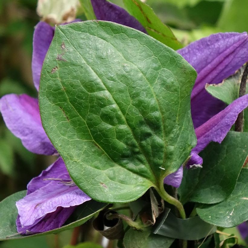 Clematis Mon Amour (Folhagem)