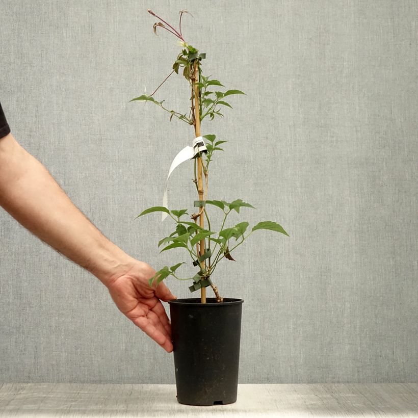 Amostra de Clematis montana Broughton star Vaso de 2 L/3 L tal como entregue no verão