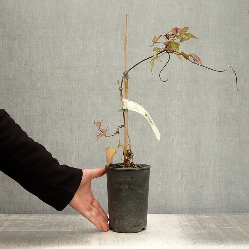 Amostra de Clematis montana Elizabeth Vaso de 2 L/3 L tal como entregue no outono