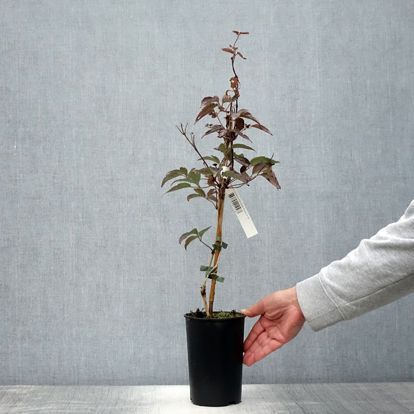 Amostra de Clematis montana Elizabeth Vaso de 2 L/3 L tal como entregue no verão