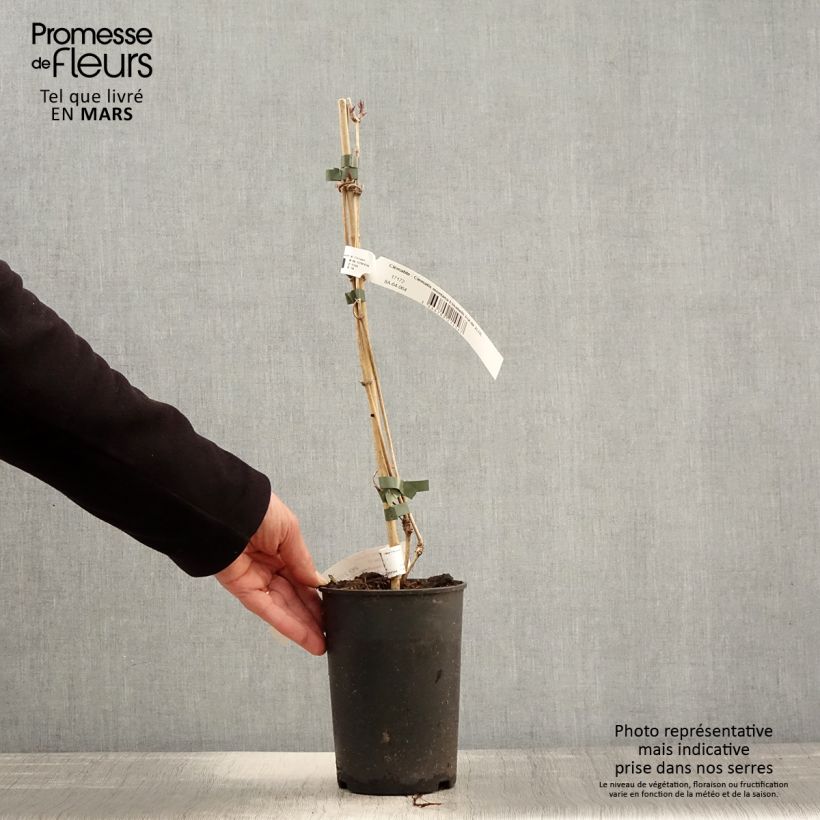 Amostra de Clematis montana Elizabeth Vaso de 2 L/3 L tal como entregue na primavera