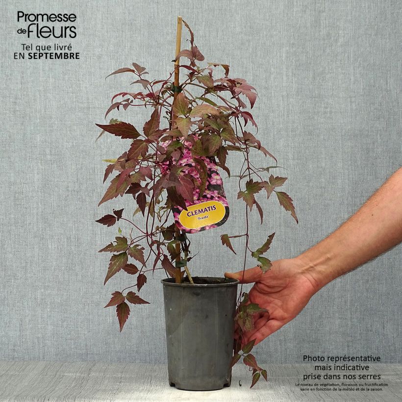 Amostra de Clematis montana Freda Vaso de 2 L/3 L tal como entregue no outono
