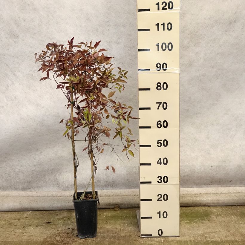 Amostra de Clematis montana Giant Star Vaso de 3 L/4 L tal como entregue no outono