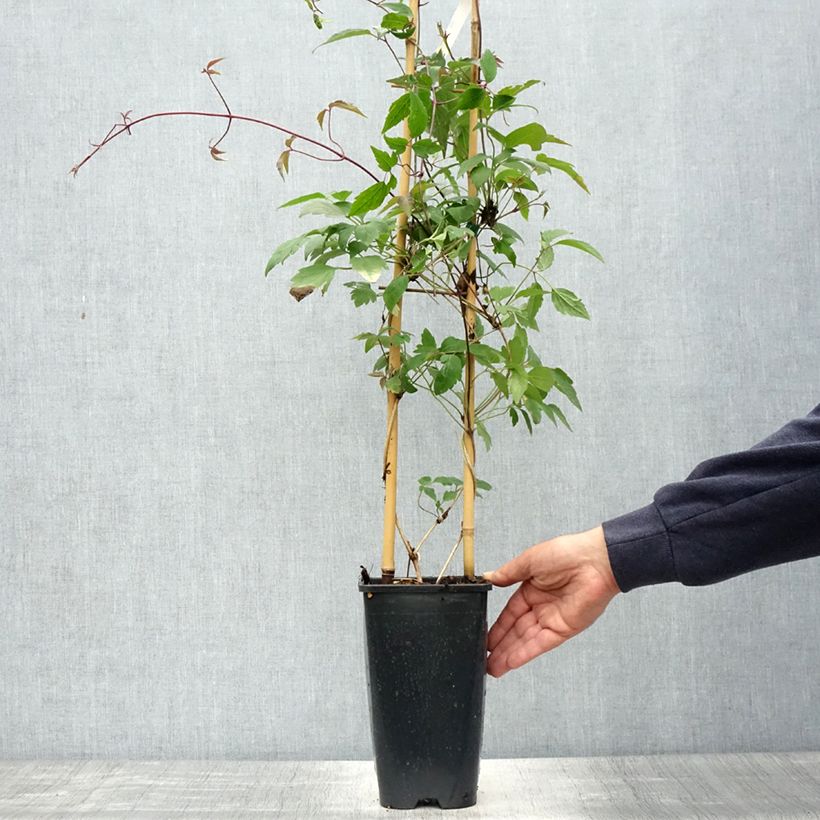 Amostra de Clématite - Clematis montana Giant Star Vaso de 3 L/4 L tal como entregue na primavera