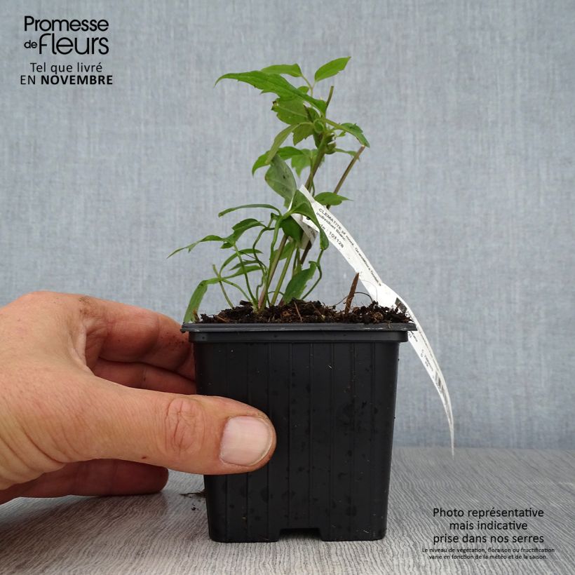 Amostra de Clematis montana Grandiflora Vaso de 8/9 cm tal como entregue no outono