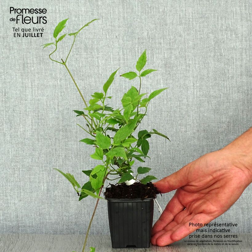 Amostra de Clematis montana Grandiflora Vaso de 8/9 cm tal como entregue no verão