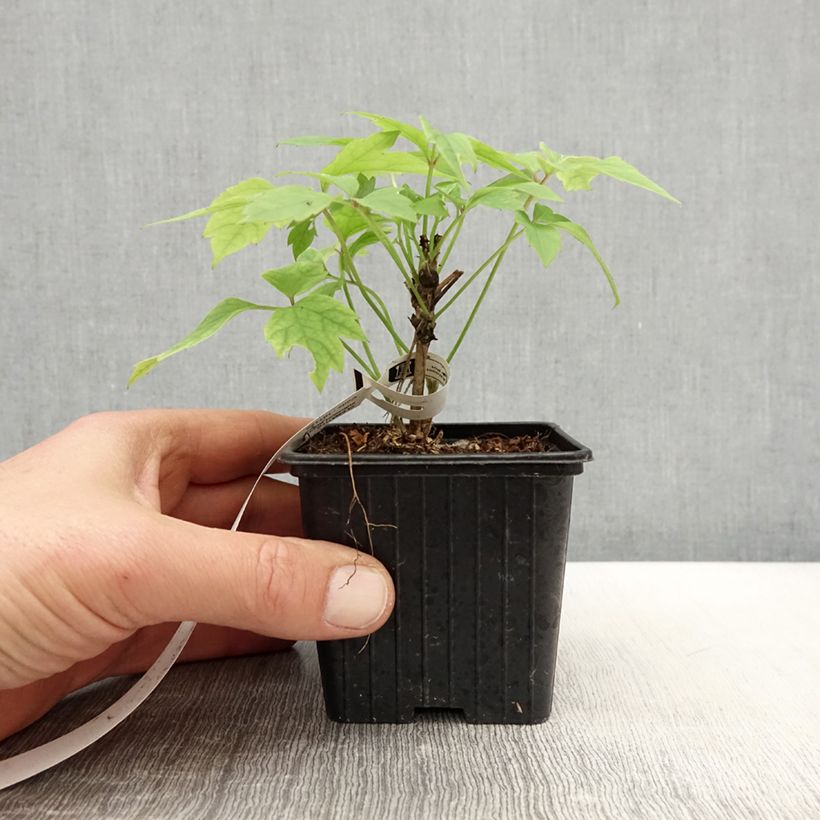 Amostra de Clematis montana Grandiflora Vaso de 8/9 cm tal como entregue na primavera