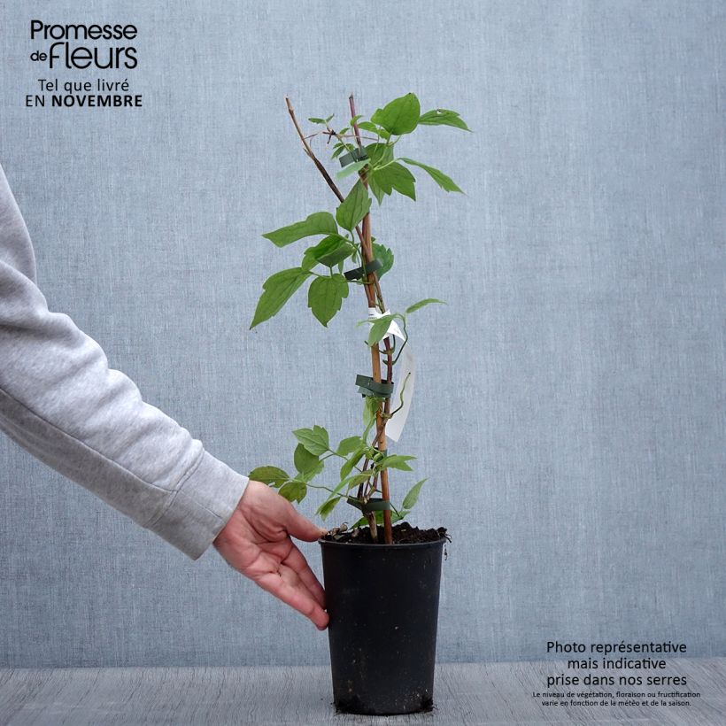 Amostra de Clematis montana Grandiflora Vaso de 1,5 L/2 L tal como entregue no outono