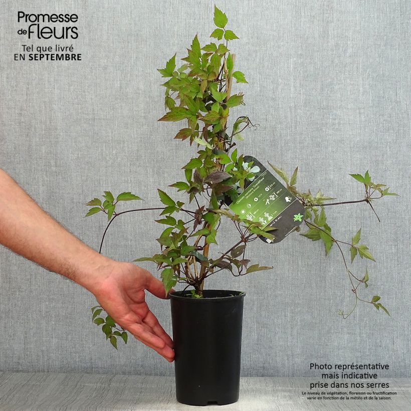 Amostra de Clematis montana Grandiflora Vaso de 1,5 L/2 L tal como entregue no verão