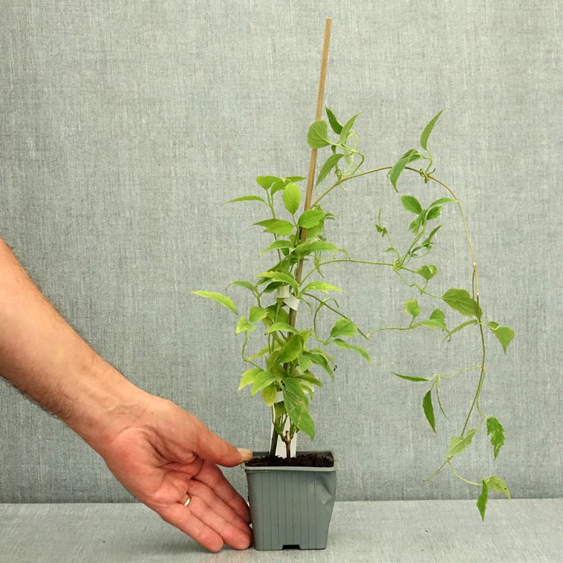 Amostra de Clematis montana Marjorie - Clematite trepadeira vigorosa Vaso de 8/9 cm tal como entregue no verão