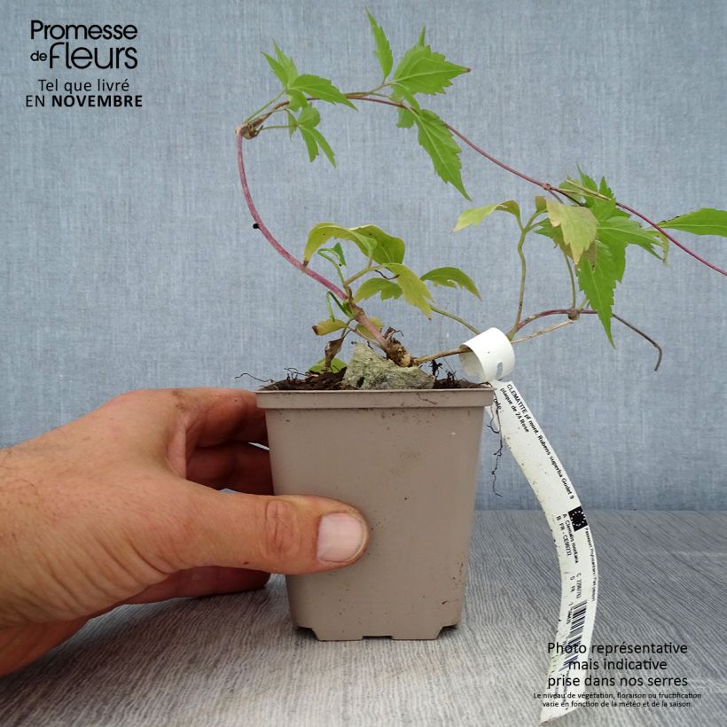 Amostra de Clematis montana Rubens Vaso de 8/9 cm tal como entregue no outono