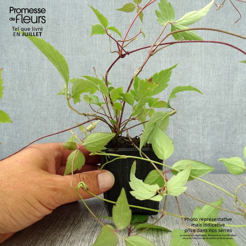 Amostra de Clematis montana Rubens Vaso de 8/9 cm tal como entregue no verão
