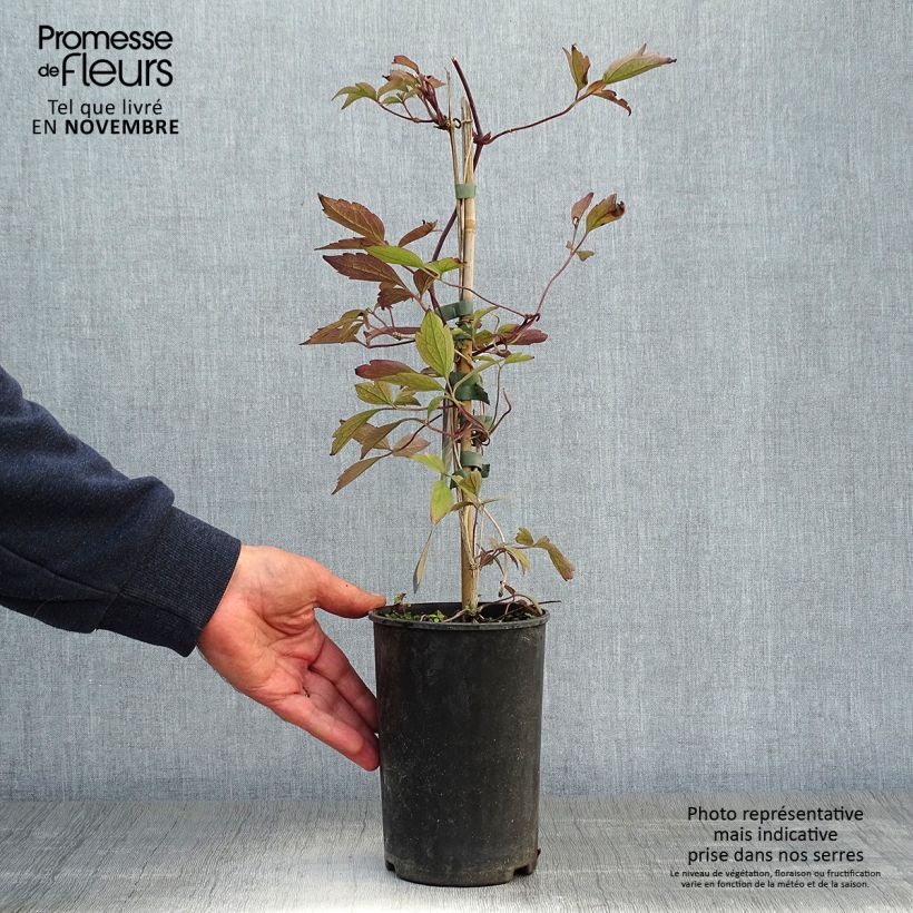 Amostra de Clematis montana Rubens Vaso de 1,5 L/2 L tal como entregue no outono