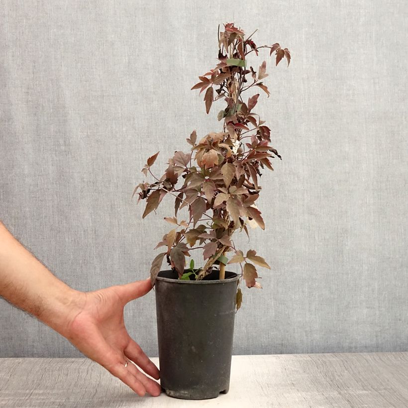 Amostra de Clematis montana Rubens Vaso de 1,5 L/2 L tal como entregue no verão