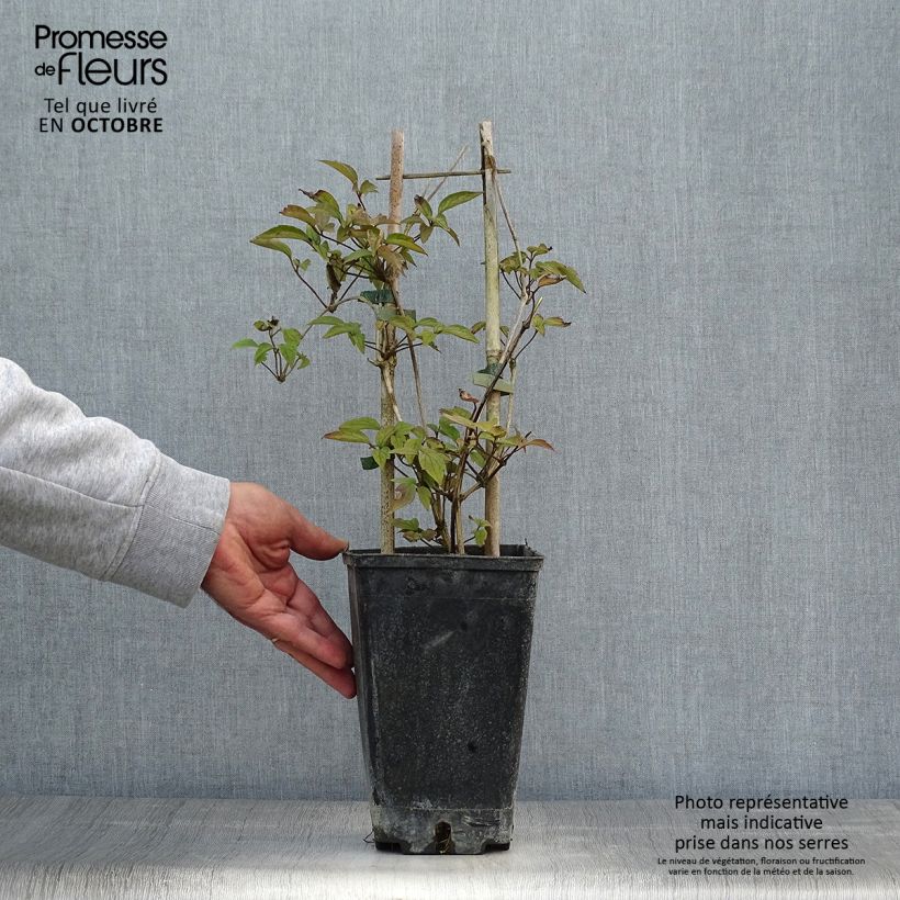 Amostra de Clematis montana Spooneri Vaso de 2 L/3 L tal como entregue no outono