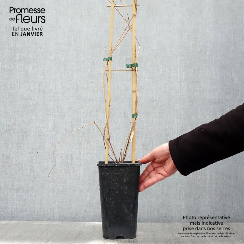 Amostra de Clématite - Clematis montana Spooneri Vaso de 2 L/3 L tal como entregue no inverno