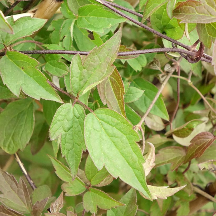Clematis montana Spooneri (Folhagem)