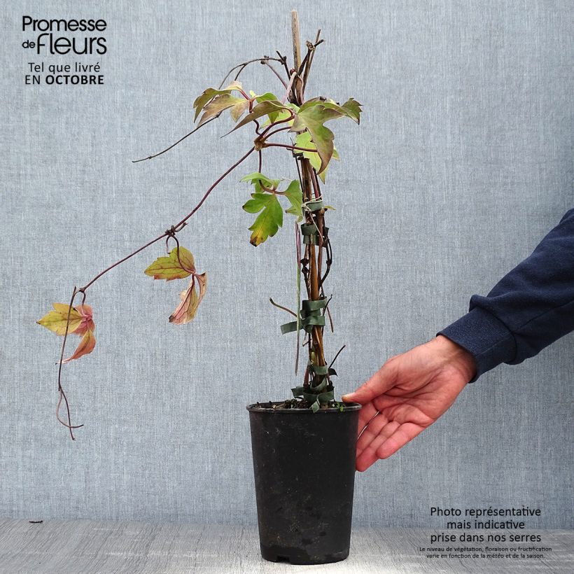 Amostra de Clematis montana Tetrarose Vaso de 2 L/3 L tal como entregue no outono