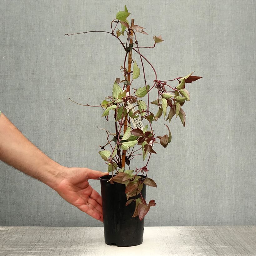 Amostra de Clematis montana Van Gogh Vaso de 2 L/3 L tal como entregue no verão