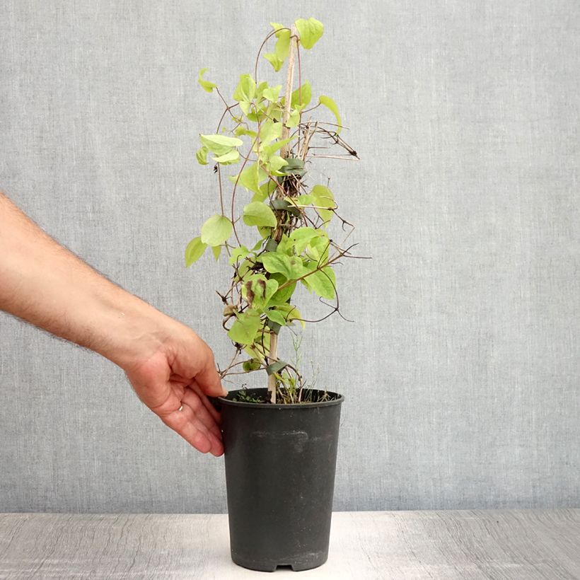 Amostra de Clematis montana Wilsonii Vaso de 2 L/3 L tal como entregue no verão