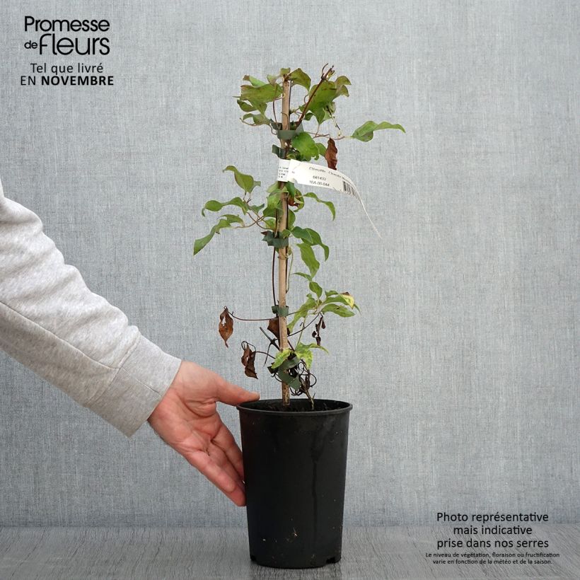 Amostra de Clematis Morning Star Vaso de 2 L/3 L tal como entregue no outono