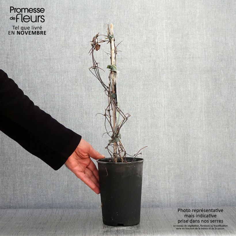 Amostra de Clematis Mrs Cholmondeley Vaso de 1,5 L/2 L tal como entregue no outono