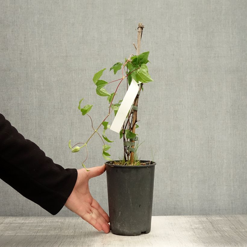 Amostra de Clematis Mrs. Georges Jackman Vaso de 2 L/3 L tal como entregue no outono