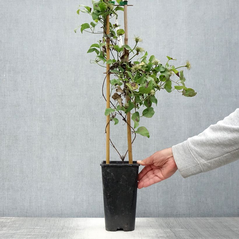 Amostra de Clematis Mrs N. Thompson Vaso de 3 L/4 L tal como entregue no verão