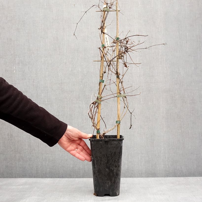 Amostra de Clématite - Clematis Mrs N. Thompson Vaso de 3 L/4 L tal como entregue no inverno