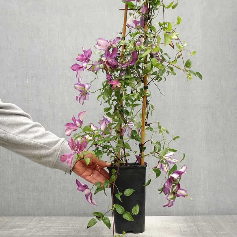 Amostra de Clematis Mrs N. Thompson Vaso de 3 L/4 L tal como entregue na primavera