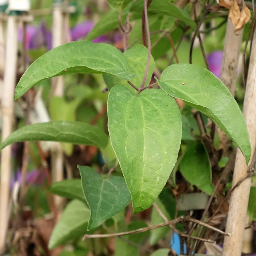 Clematis Mrs N. Thompson (Folhagem)
