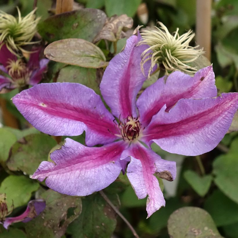 Clematis Mrs N. Thompson (Floração)