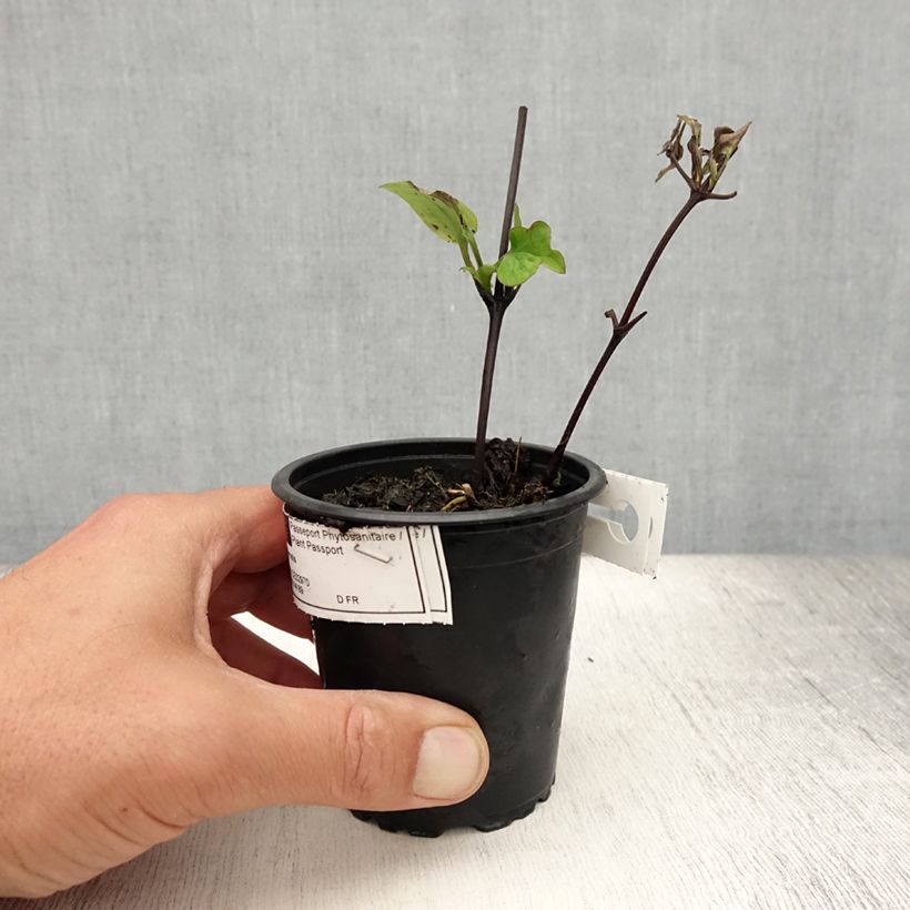 Amostra de Clematis Multi Blue Vaso de 8/9 cm tal como entregue no verão