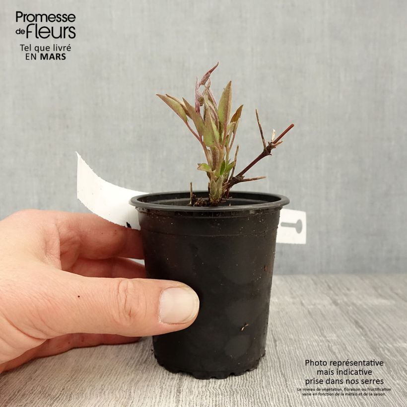 Amostra de Clematis Multi Blue Vaso de 8/9 cm tal como entregue na primavera