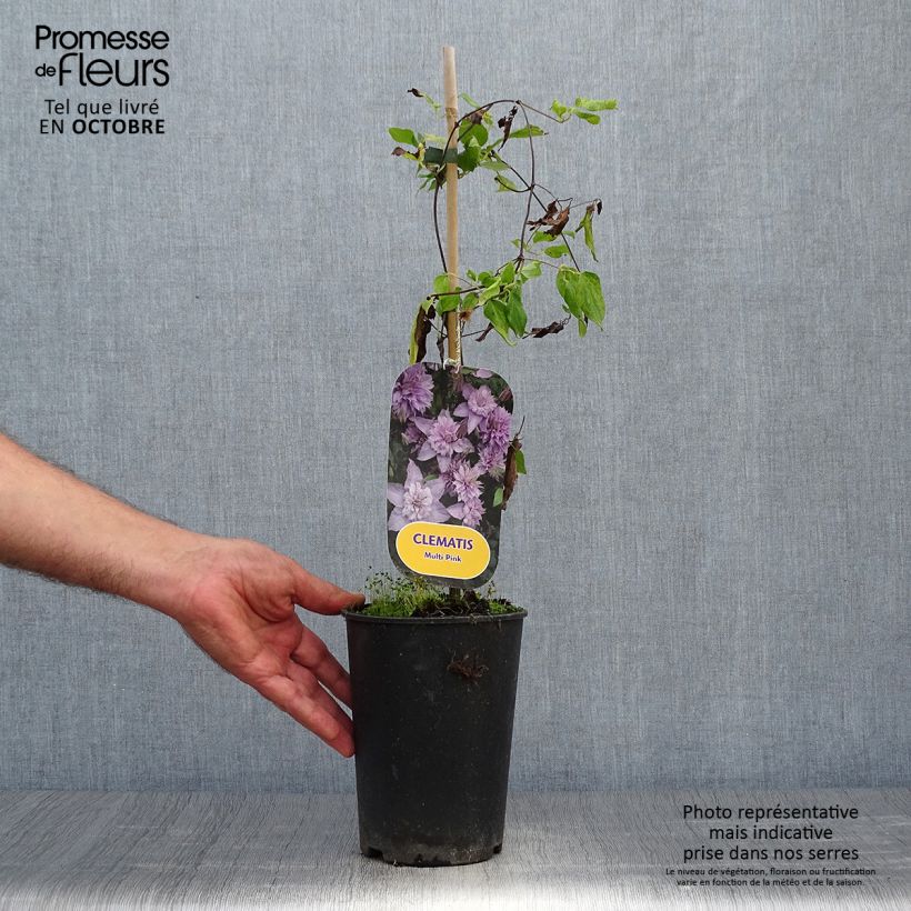 Amostra de Clematis Multi Pink Vaso de 2 L/3 L tal como entregue no outono