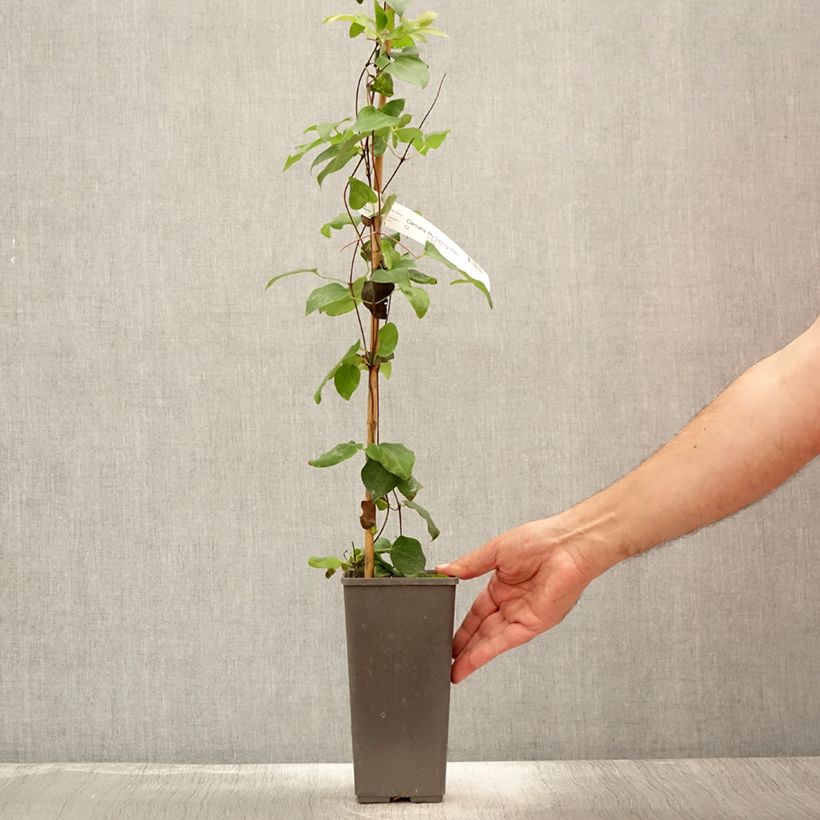 Amostra de Clematis My Darling Vaso de 2 L/3 L tal como entregue no verão