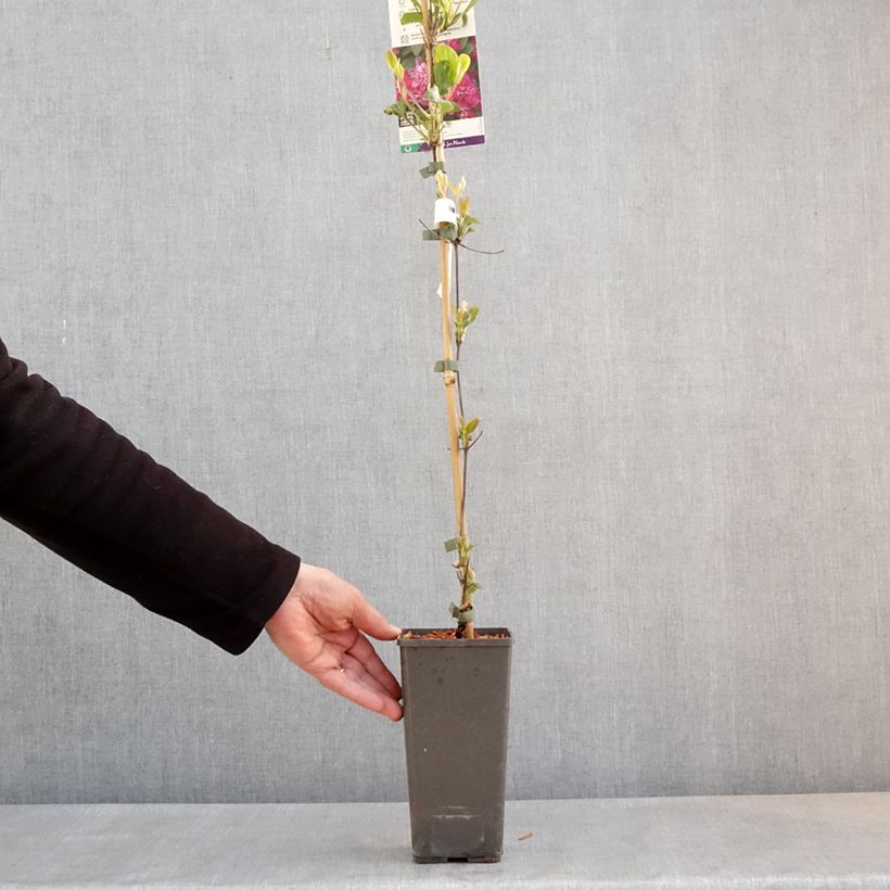 Amostra de Clematis My Darling Vaso de 2 L/3 L tal como entregue na primavera