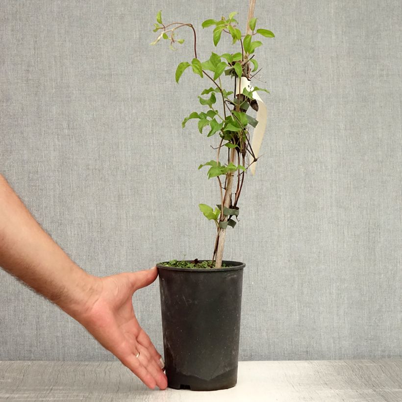 Amostra de Clematis Myosotis Vaso de 2 L/3 L tal como entregue no verão