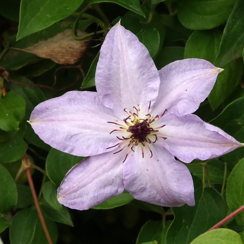 Clematis Myosotis (Floração)