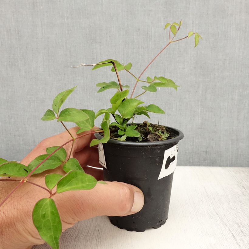 Amostra de Clematis Nelly Moser Vaso de 8/9 cm tal como entregue no verão